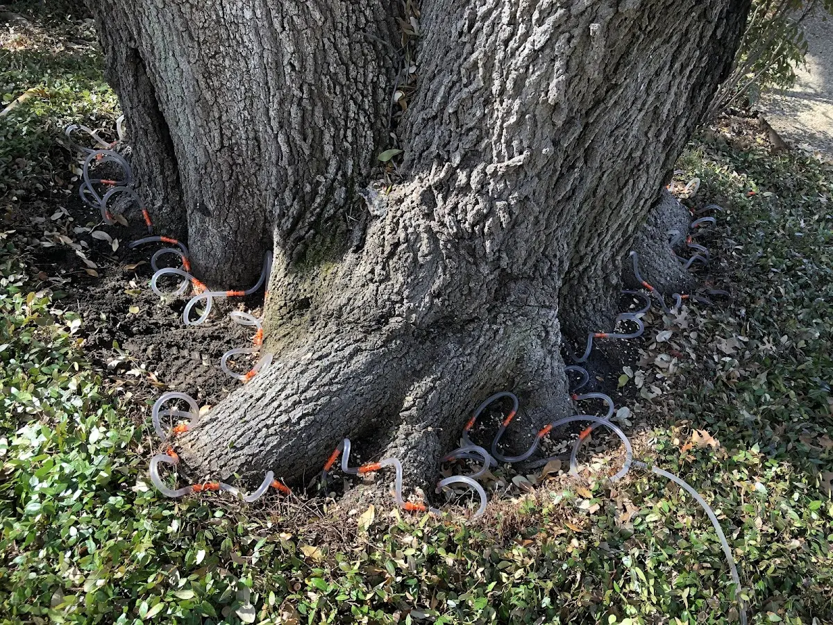 Detailed Tree Cabling and Bracing job site in Morocco